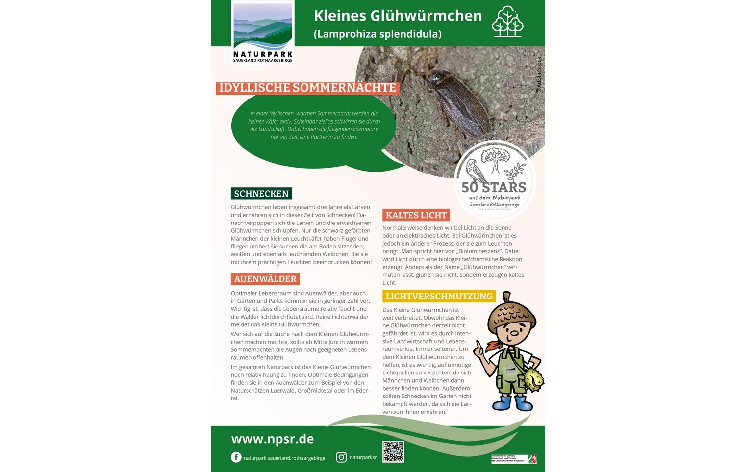 12_Glühwürmchen