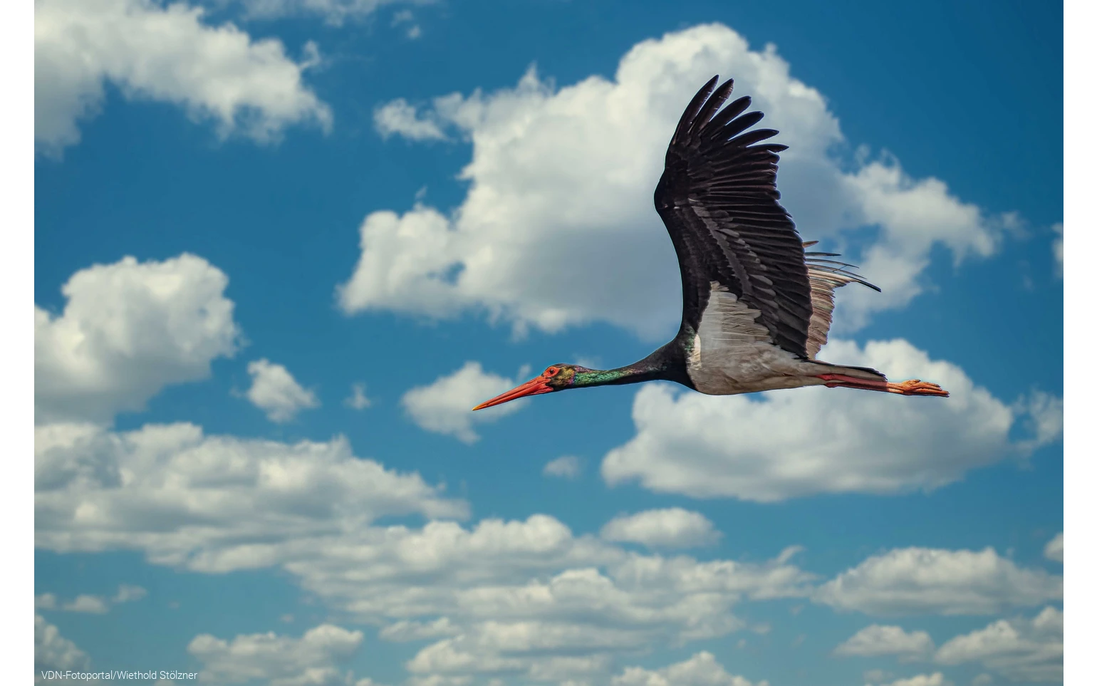 Schwarzstorch - imposanter Segler