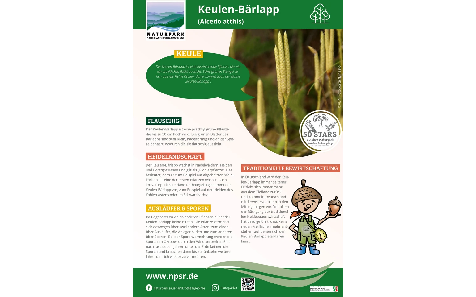 23_Keulen-Bärlapp
