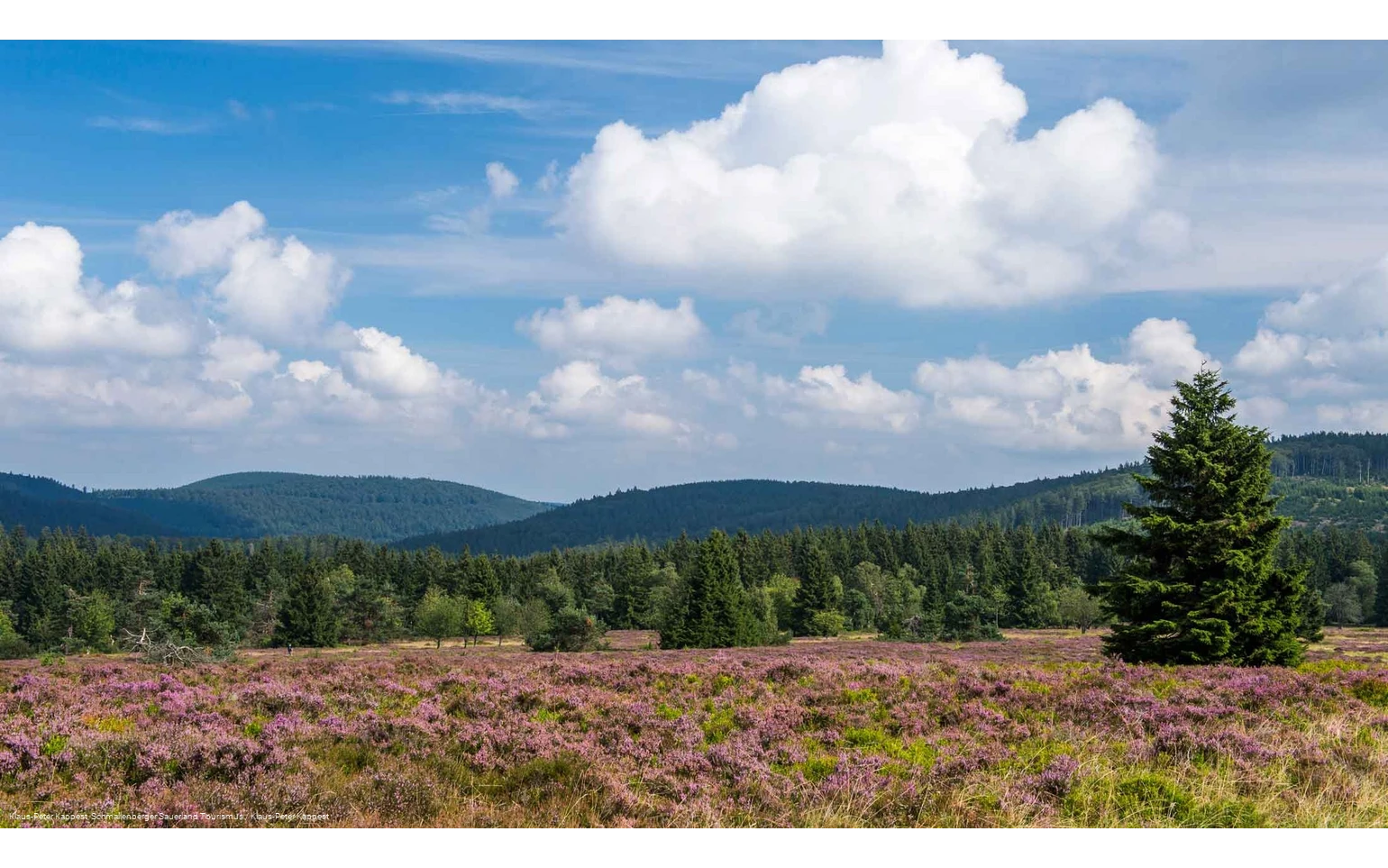 Heidelandschaft auf dem Kahlen Asten