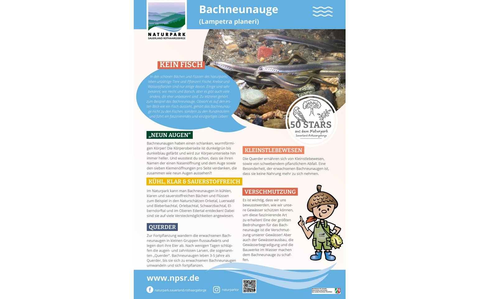 04_Bachneunauge