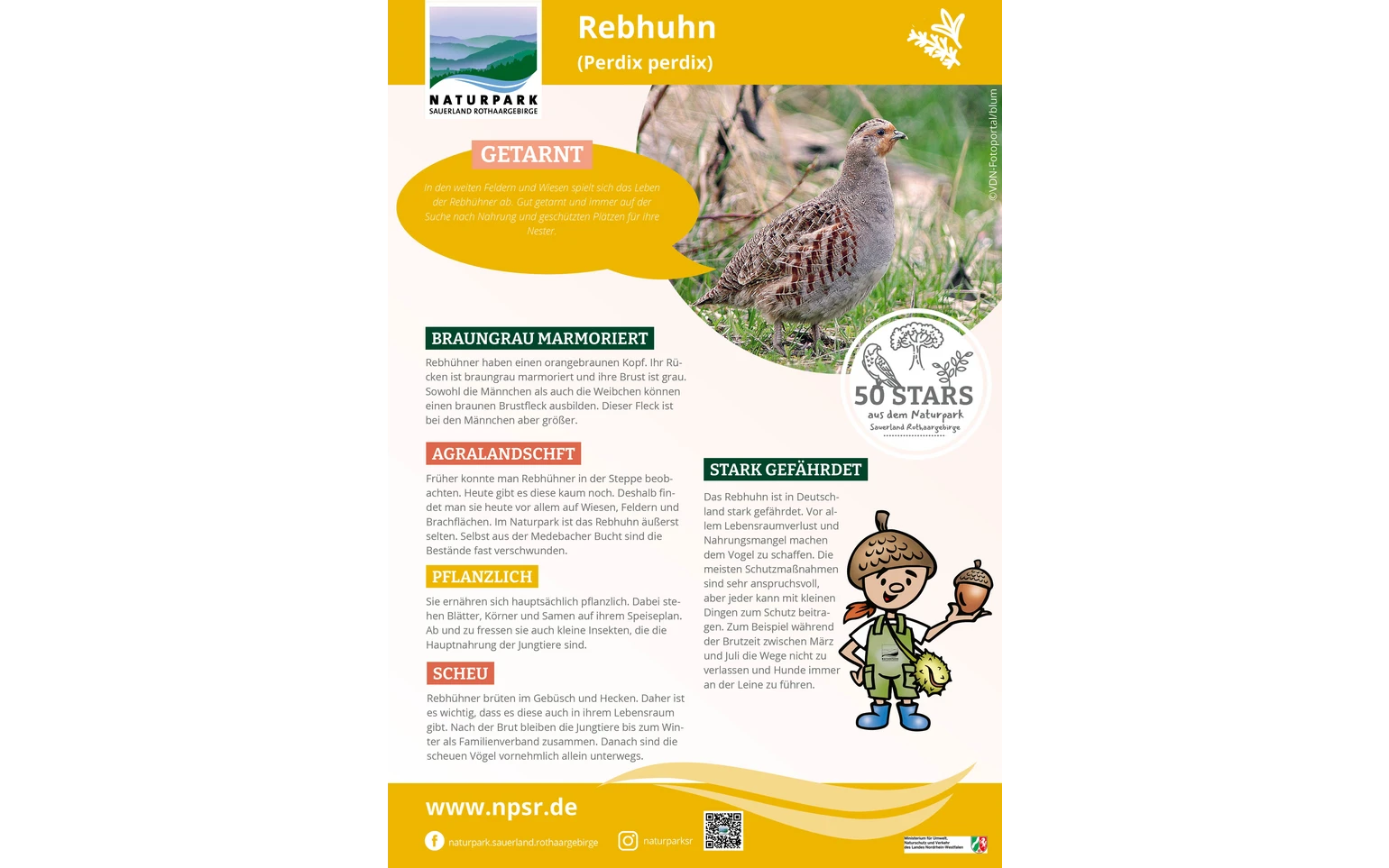 34_Rebhuhn