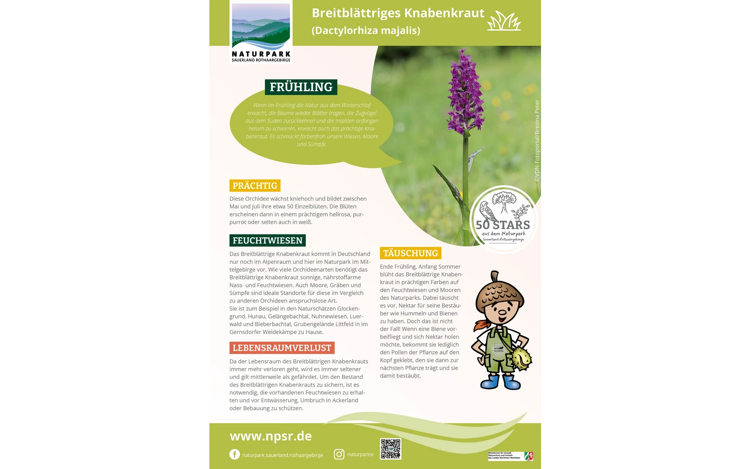25_Knabenkraut