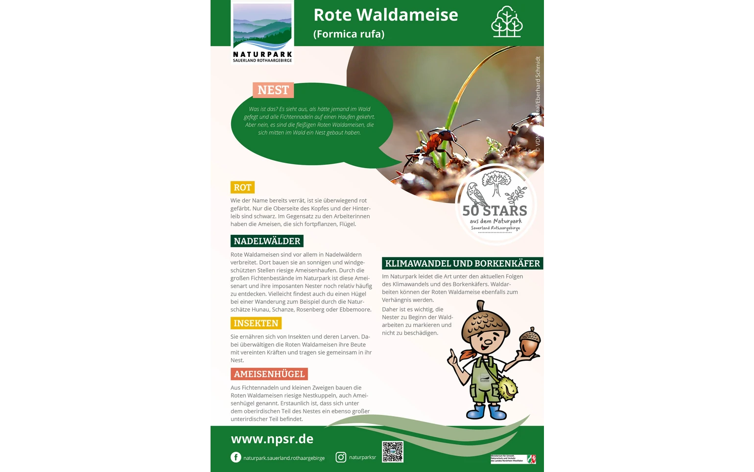 35_Waldameise