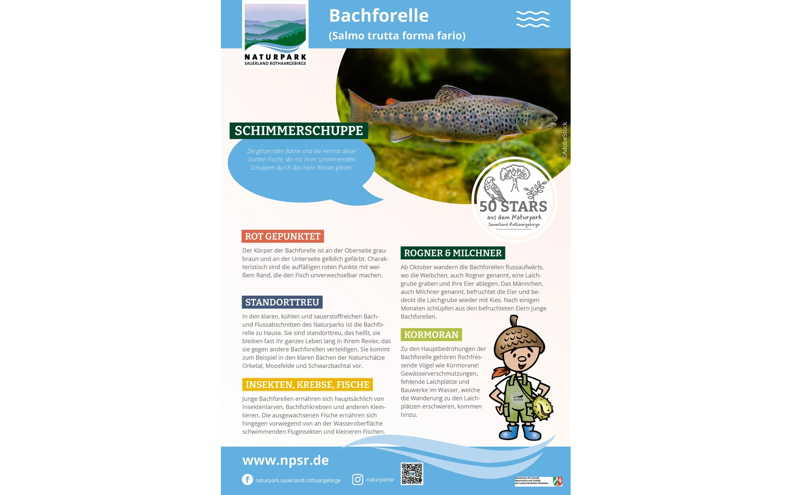 03_Bachforelle
