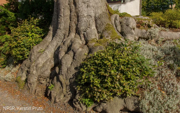 Die offenen Wurzeln, die sich wie Tentakeln über die Böschung ausbreiten verdankten der Rotbuche den  Namen "Krake".