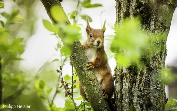 Eichhörnchen