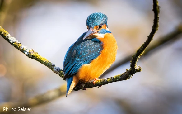 Eisvogel
