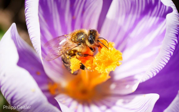 Biene im Krokus