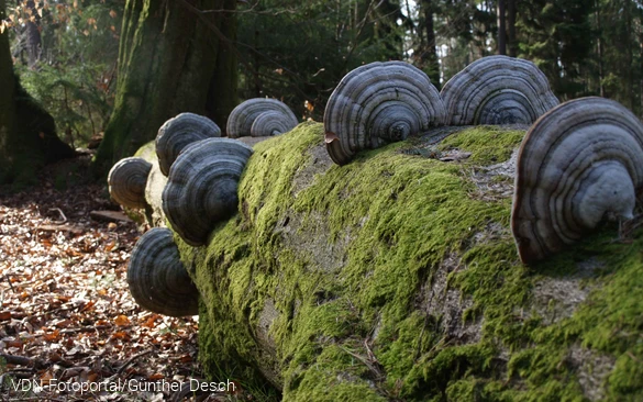 Zunderschwämme an einem umgestürzten Baum