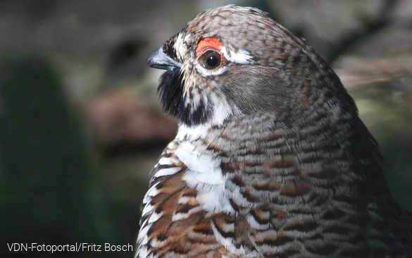 Haselhuhn