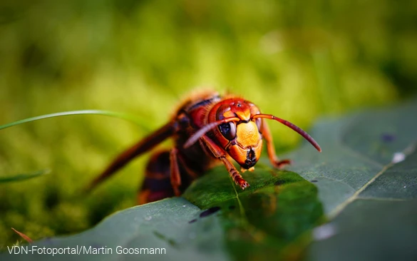 Hornisse beim Trinken