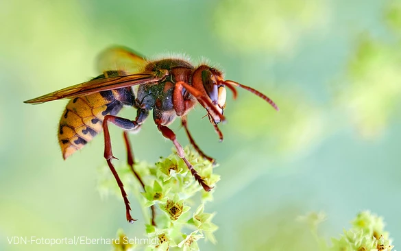 Hornisse landet auf einer Blüte