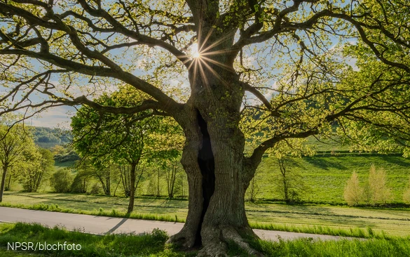 Eiche bei Nierentrop