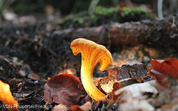 Einzelner Pfifferling