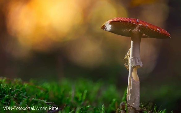 Wunderschön im Abendlicht