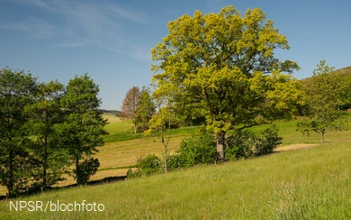 Goldeiche bei Wemlighausen 2