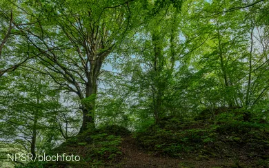Buche im Naturschutzgebiet Breiter Hagen bei Grevenbrück, Lennestadt