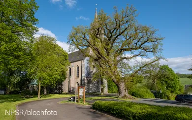 Eiche an der Kirche in Reiste, Eslohe