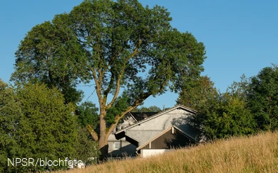 Esche bei Kruberg, Kirchhundem