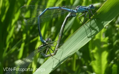 Hufeisen-Azurjunger bei der Paarung