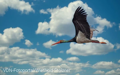 Schwarzstorch - imposanter Segler