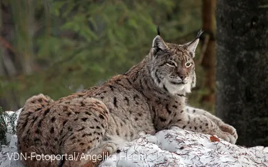 Luchs im Schnee