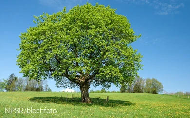 Ahorn bei Schlade, Drolshagen