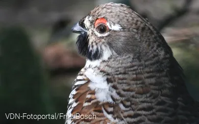 Haselhuhn
