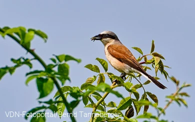 Männchen des Neuntöters mit Beute