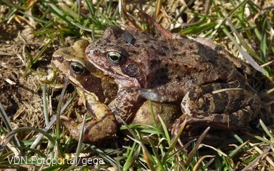 Grasfroschpaar bei ihrer Wanderung