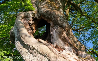 Buche am Rauhen Busch_3