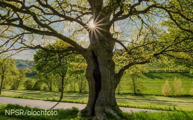 Eiche bei Nierentrop