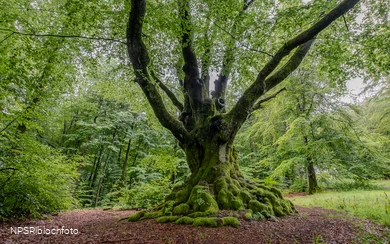 Eine imposante Erscheinung - die Dicke Buche in Krombach