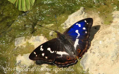 Schillerfalter am Fluss