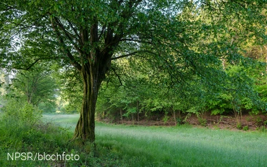 Unser Generationenbaum im Langenbachtal.