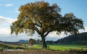 Stieleiche in Sundern-Amecke