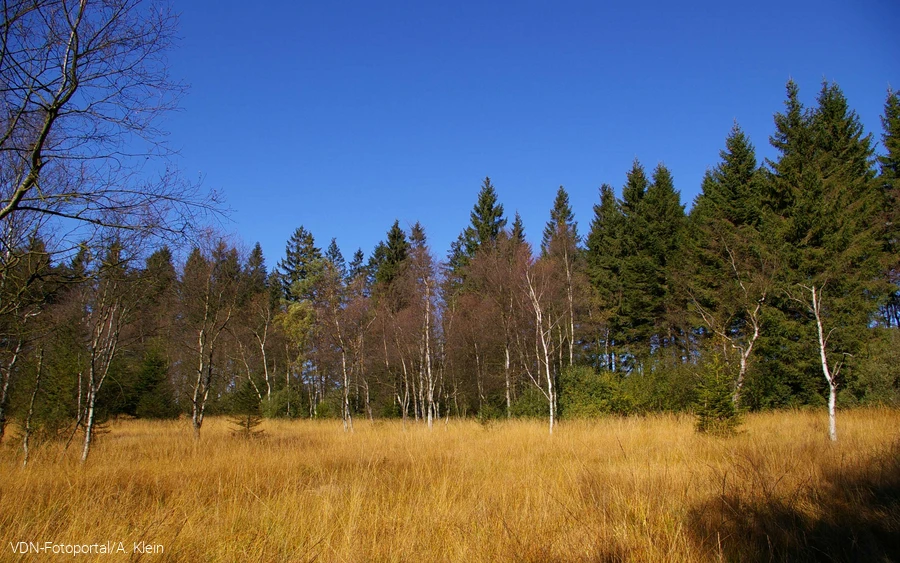 Karpatenbirken in einem Naturschutzgebiet