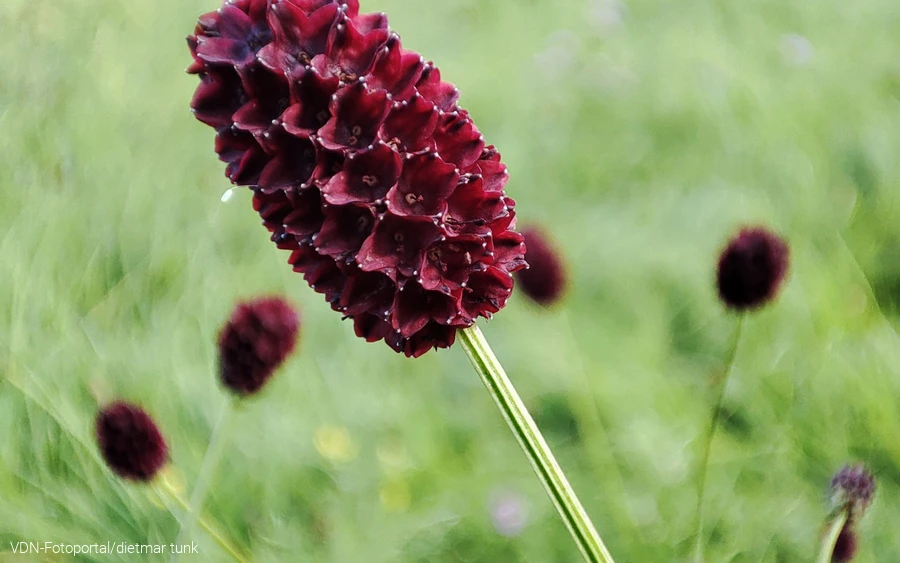 Wiesenknopf