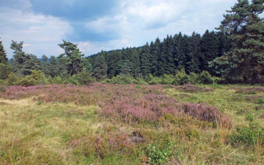 47_H_Gambach-Heidelandschaft Haupt Ursula Siebel.jpg