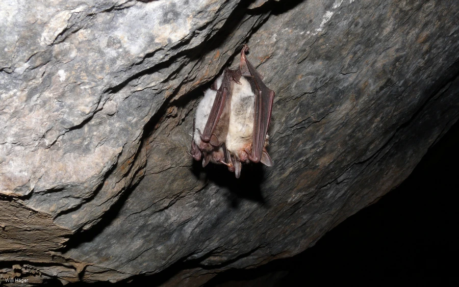 Fledermaus