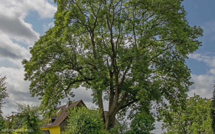 "Unsere" Esche in Büchen - ein beeindruckendes Naturdenkmal.