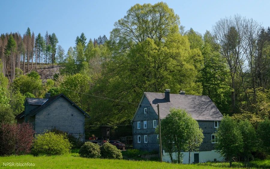 Linde am Forsthaus Hülshof, Bad Berleburg