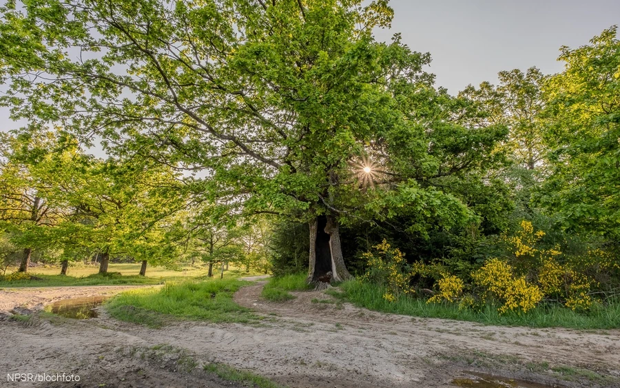 Eiche in der Trupbacher Heide, Freudenberg