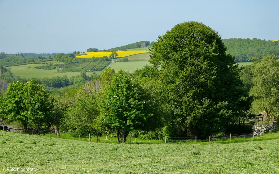Buche "Im Roland" bei Iserlohn