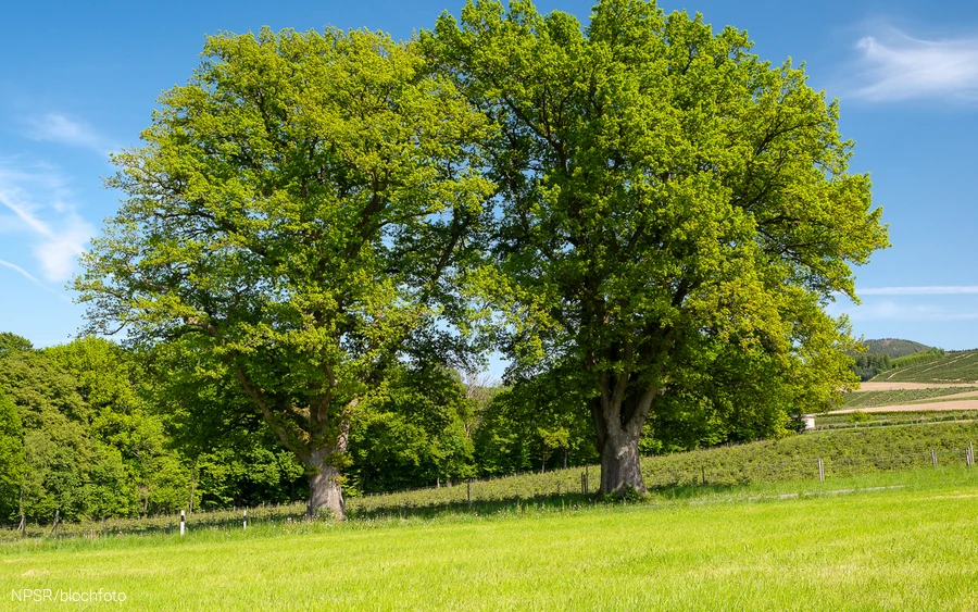Eiche bei Gevelinghausen