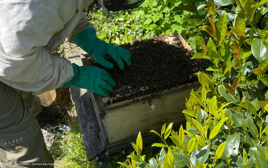 Imker bei der Honighütte Imker bei der Honighütte