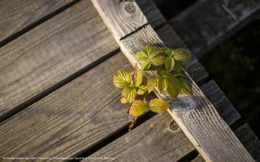 Barrierefreier Teil des Kyrill-Pfad in Schmallenberg - Schanze