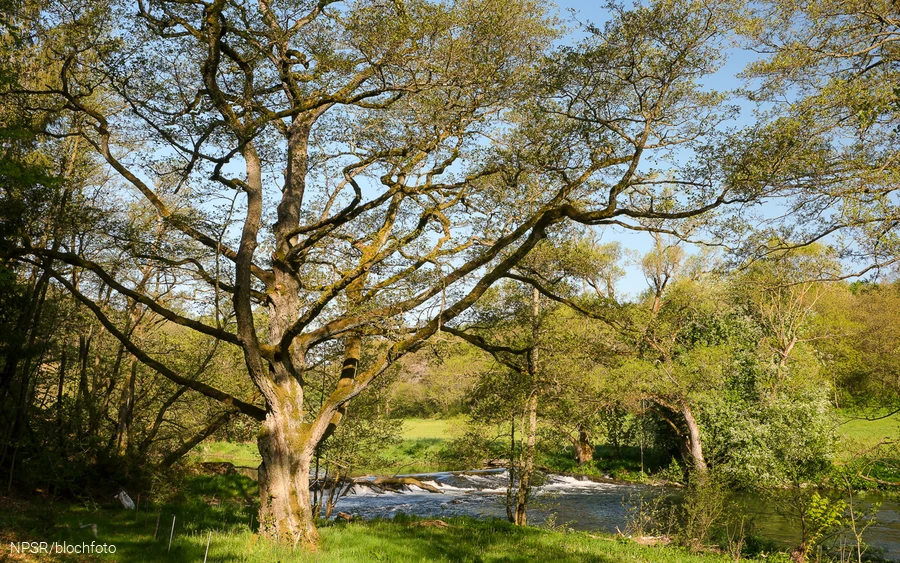 Erle an der Ederaue, Bad Berleburg