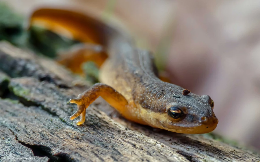 Teichmolchweibchen